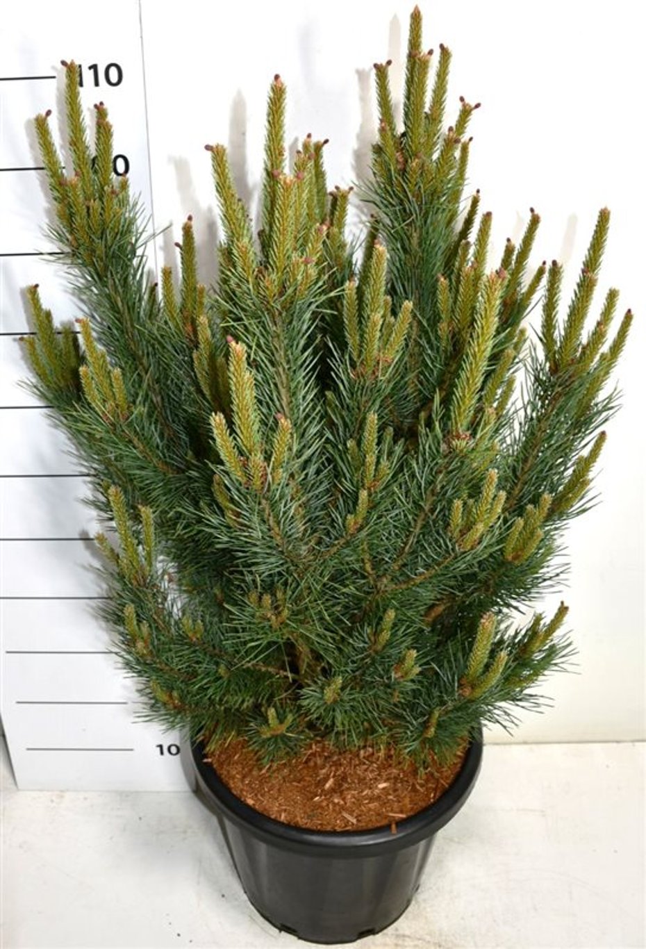Pinus sylv. 'Watereri' - C25 70-80 CM